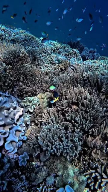 Beutiful coral in menjangan island😍

#menjanganisland #baliindonesia #scubadiving #freediving #padi5stardivecentre