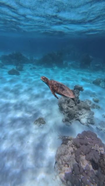 Snorkeling at menjangan island with @tb_menjangan 
#padi5stardivecentre #menjanganisland #havefun #baliindonesia