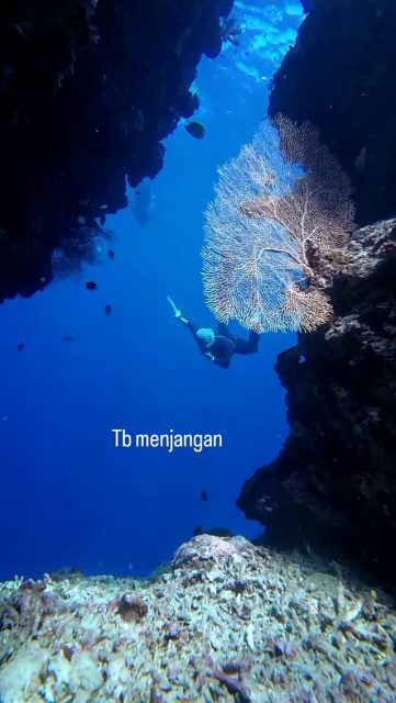 Freediving at menjangan Avatar Cave, with @tb_menjangan 

#padi5stardivecentre  #menjanganisland #baliindonesia #freediving