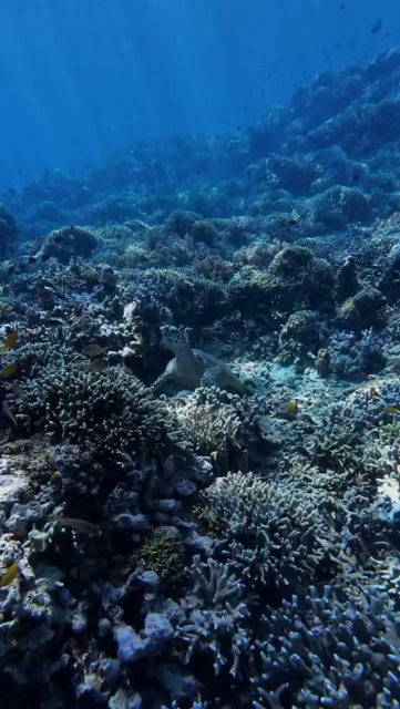 Snorkeling with🐢
#padi5stardivecentre #menjanganisland #pemuteranbali