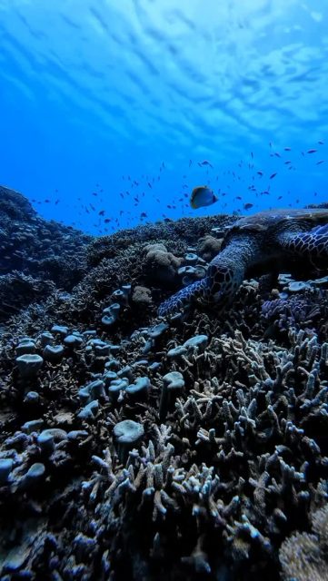 Intro diving at menjangan island