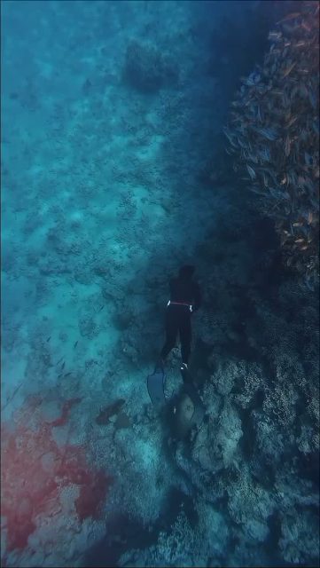 Thankyou guys for join with @tb_menjangan
#menjanganisland #padi5stardivecentre #freediving